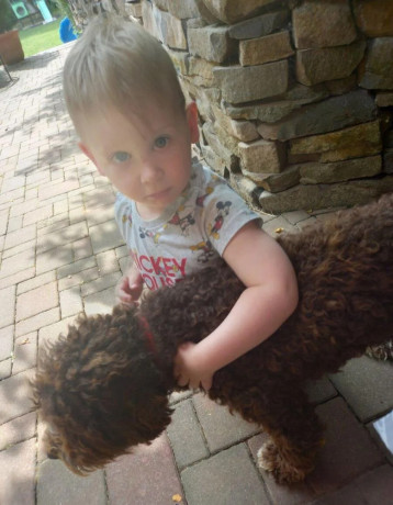 darujem-lagotto-romagnolo-big-1