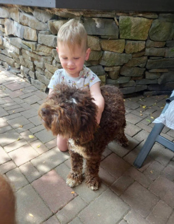 darujem-lagotto-romagnolo-big-2