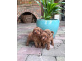 toy-pudel-small-3