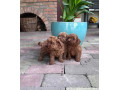 toy-pudel-small-2