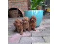 toy-pudel-small-0