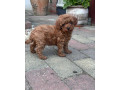 toy-pudel-small-1