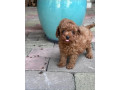 toy-pudel-small-4