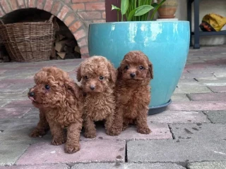 toy-pudel