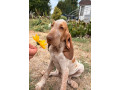 taliansky-stavac-bracco-italiano-small-1