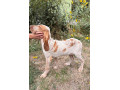taliansky-stavac-bracco-italiano-small-2