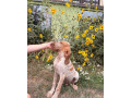 taliansky-stavac-bracco-italiano-small-3