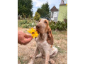 taliansky-stavac-bracco-italiano-small-0