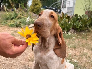 taliansky-stavac-bracco-italiano