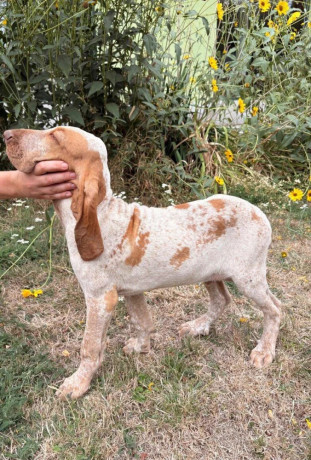 taliansky-stavac-bracco-italiano-big-2