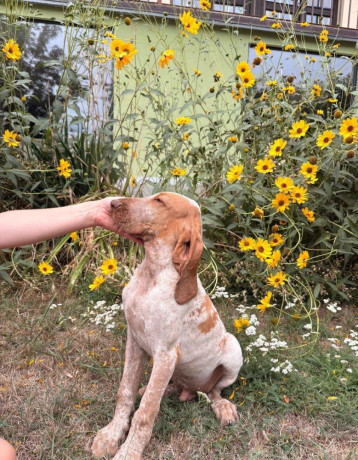 taliansky-stavac-bracco-italiano-big-3