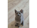 britsky-kocurik-small-0