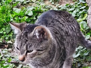 macicka