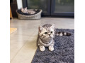 britska-macka-whiskas-s-pp-small-2