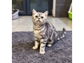 britska-macka-whiskas-s-pp-small-0