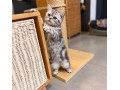 britska-macka-whiskas-s-pp-small-1