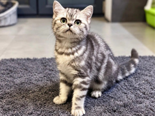 britska-macka-whiskas-s-pp