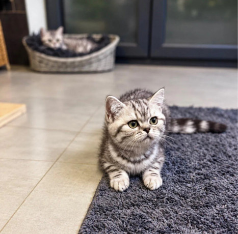 britska-macka-whiskas-s-pp-big-2