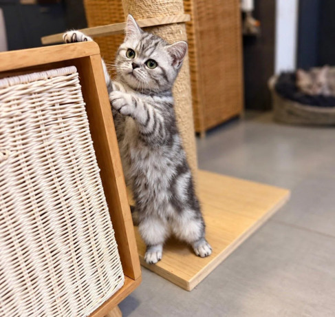 britska-macka-whiskas-s-pp-big-1