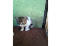 maciatka-small-3