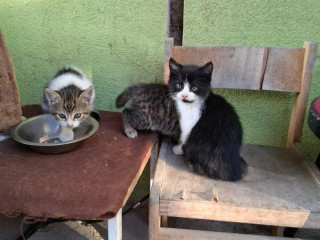 maciatka