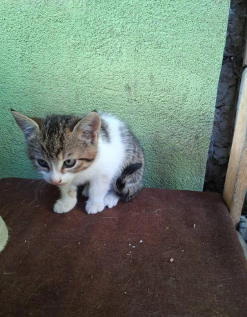 maciatka-big-3
