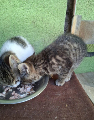 maciatka-big-1