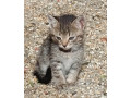 darujem-maciatka-do-dobrych-ruk-small-2
