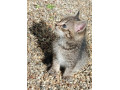 darujem-maciatka-do-dobrych-ruk-small-1