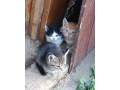 darujem-maciatka-do-dobrych-ruk-small-0