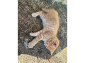 maciatka-small-4