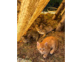maciatka-small-0