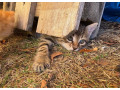 maciatka-small-3