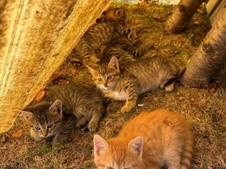 maciatka