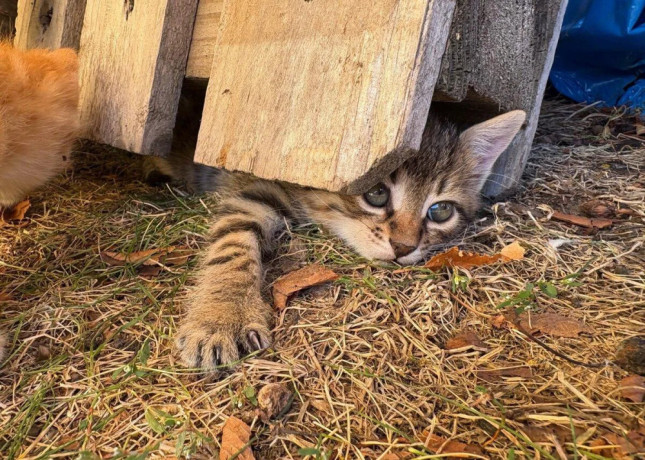 maciatka-big-3