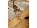 hladame-domov-maciatkam-small-0