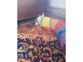 hladame-domov-maciatkam-small-2