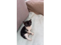 maciatka-na-odber-small-2