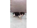 maciatka-na-odber-small-4