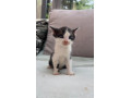 maciatka-na-odber-small-3