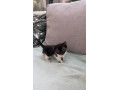 maciatka-na-odber-small-1