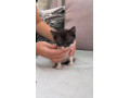 maciatka-na-odber-small-0