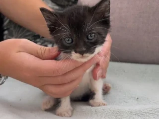 maciatka-na-odber