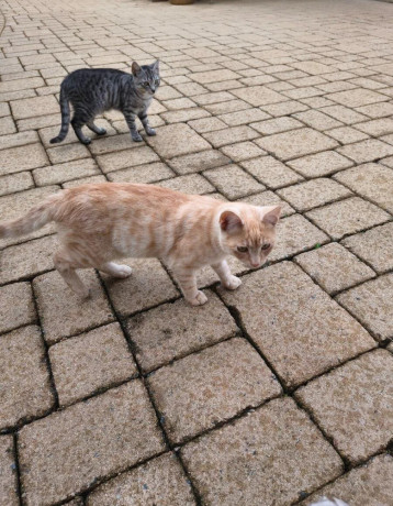 darujem-maciatka-big-1