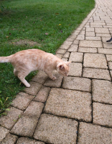 darujem-maciatka-big-2