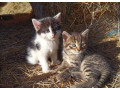 maciatka-zdarma-small-0