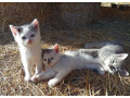 maciatka-zdarma-small-2