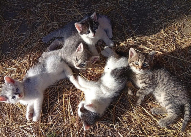 maciatka-zdarma-big-3