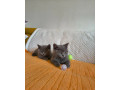 britske-maciatka-britska-modra-small-1