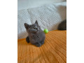 britske-maciatka-britska-modra-small-0